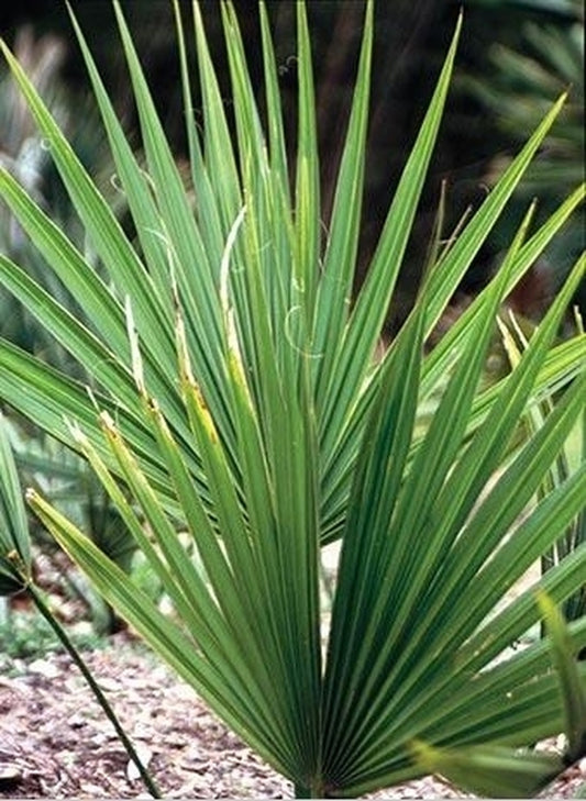 Image of Sabal rosei taken at Bamboo Station, GA