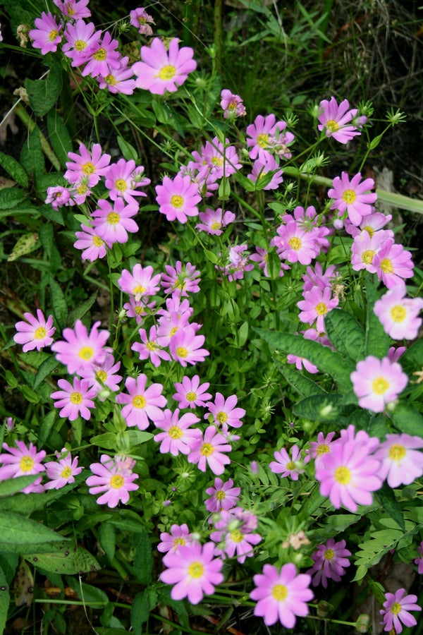 Image of Sabatia foliosa 'Santa Rosa' taken at Juniper Level Botanic Gdn, NC by JLBG