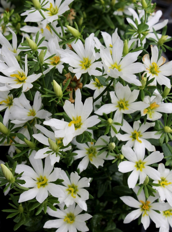 Image of Sabatia foliosa 'White Rose' taken at Juniper Level Botanic Gdn, NC by JLBG