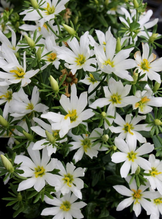 Image of Sabatia foliosa 'White Rose' taken at Juniper Level Botanic Gdn, NC by JLBG