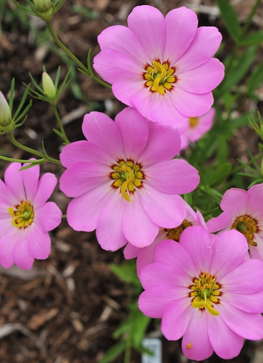 Image of Sabatia kennedyana 'Juniper Creek' taken at Juniper Level Botanic Gdn, NC by JLBG