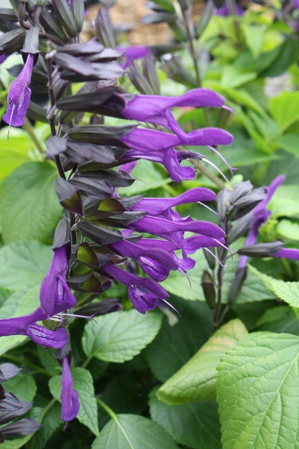 Image of Salvia 'Amistad' PP 23,578 taken at Juniper Level Botanic Gdn, NC by JLBG