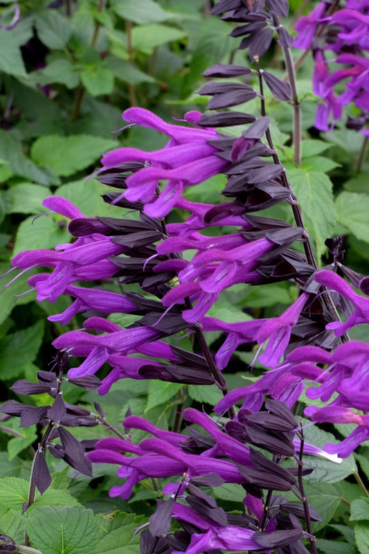 Image of Salvia 'Amistad' PP 23,578 taken at Juniper Level Botanic Gdn, NC by JLBG