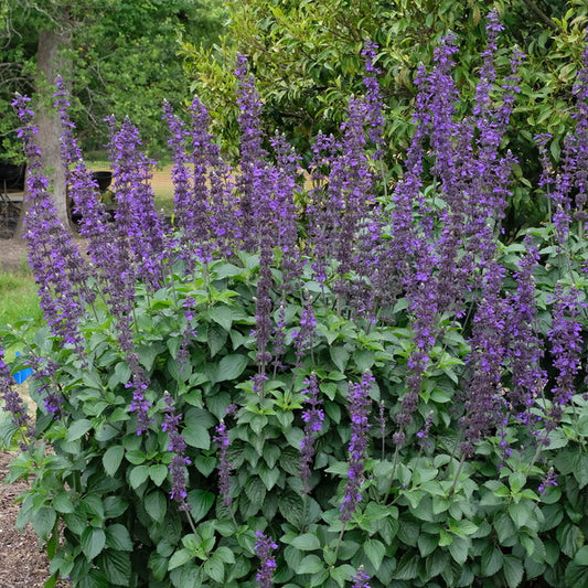 Image of Salvia 'Big Blue' taken at Juniper Level Botanic Gdn, NC by JLBG