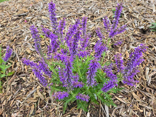 Salvia 'Feathers Peacock' PP 33,993