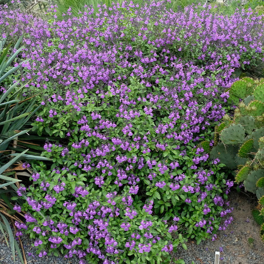 Image of Salvia 'Mes Azur' PP 21,097 taken at Juniper Level Botanic Gdn, NC by JLBG