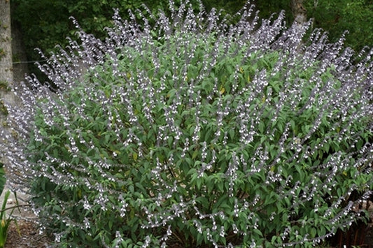 Image of Salvia 'Phyllis Fancy'