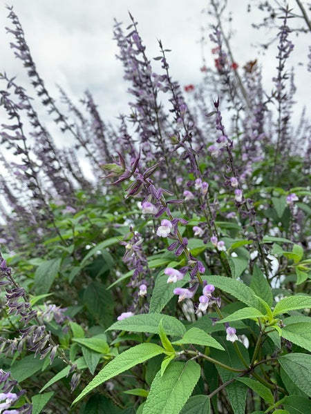 Image of Salvia 'Phyllis Fancy' taken at Juniper Level Botanic Gdn, NC by JLBG