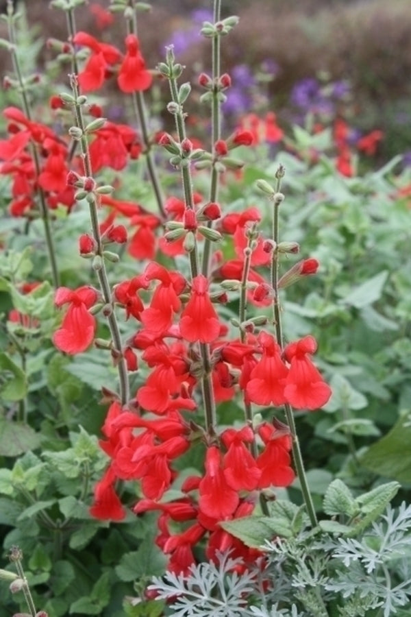 Image of Salvia 'Silke's Dream' taken at Juniper Level Botanic Gdn, NC by JLBG