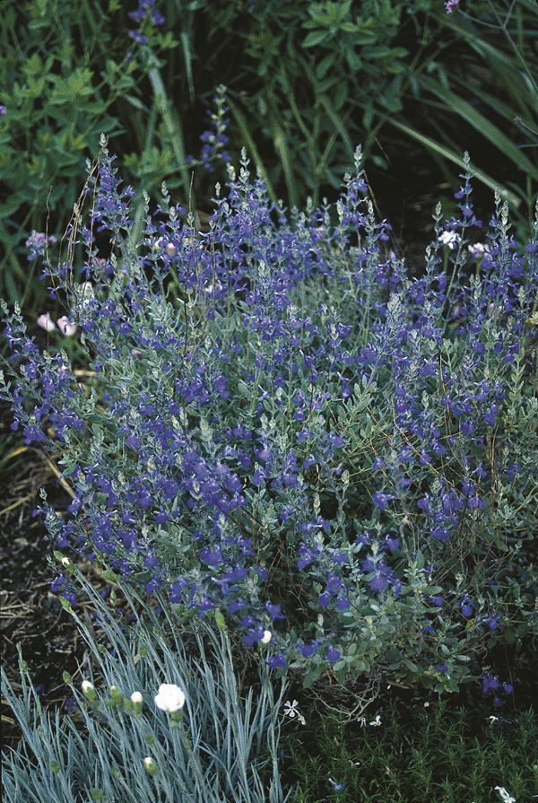 Image of Salvia chamaedryoides taken at Juniper Level Botanic Gdn, NC by JLBG