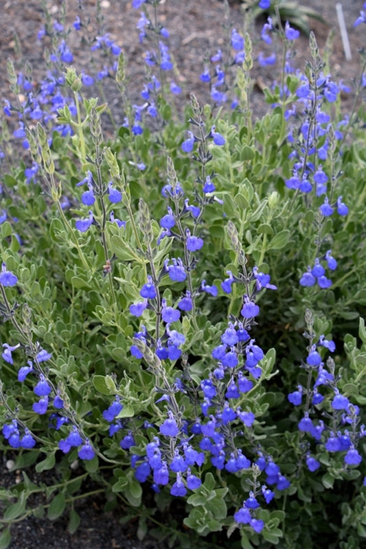 Image of Salvia chamaedryoides taken at Juniper Level Botanic Gdn, NC by JLBG