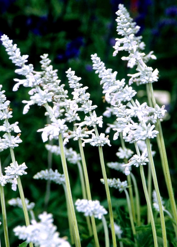 Image of Salvia farinacea 'Augusta Duelberg' taken at Juniper Level Botanic Gdn, NC by JLBG