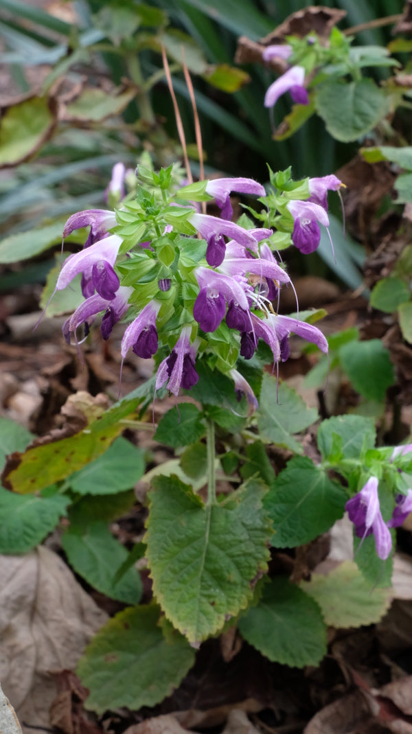 Image of Salvia glabrescens 'Autumn Equinox' taken at Juniper Level Botanic Gdn, NC by JLBG