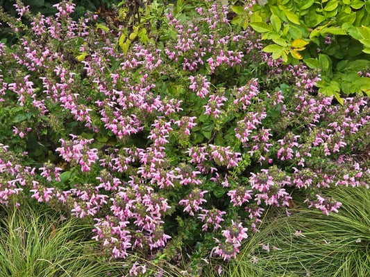 Image of Salvia glabrescens 'Dark Hearts' taken at Juniper Level Botanic Gdn, NC by JLBG