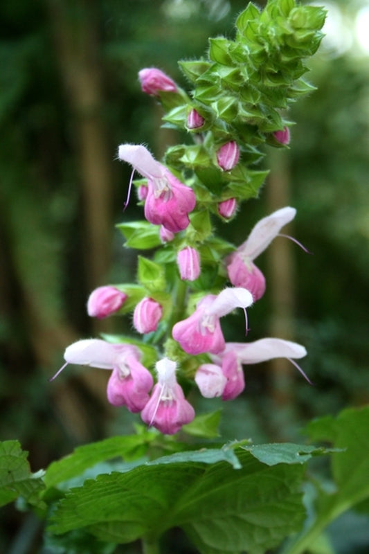 Image of Salvia glabrescens 'Momobana' taken at Juniper Level Botanic Gdn, NC by JLBG