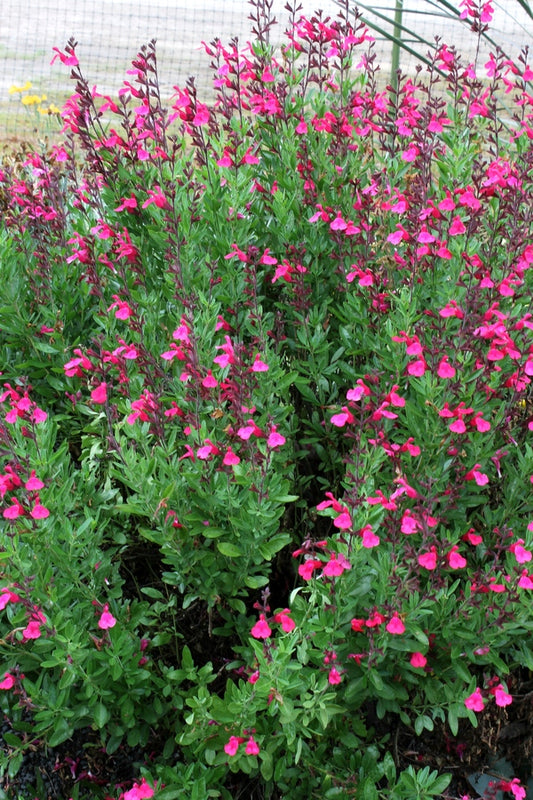 Image of Salvia greggii 'Pink Preference' taken at Juniper Level Botanic Gdn, NC