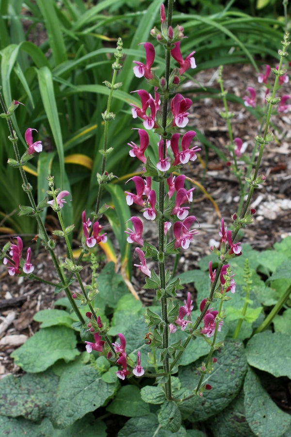 Image of Salvia hierosolymitana taken at Juniper Level Botanic Gdn, NC by JLBG
