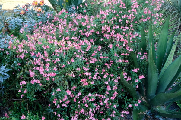 Image of Salvia x jamensis 'Blast' PP 24,153 taken at Juniper Level Botanic Gdn, NC by JLBG