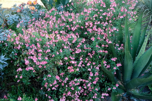 Image of Salvia x jamensis 'Blast' PP 24,153 taken at Juniper Level Botanic Gdn, NC by JLBG