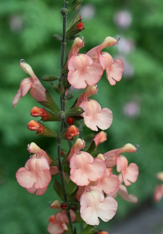 Image of Salvia x jamensis 'California Sunset' taken at Juniper Level Botanic Gdn, NC by JLBG