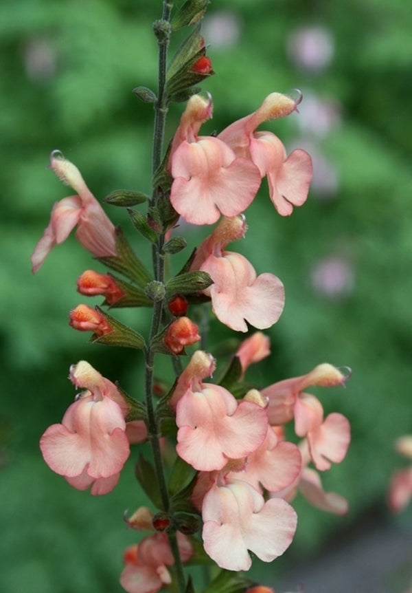 Image of Salvia x jamensis 'California Sunset' taken at Juniper Level Botanic Gdn, NC by JLBG