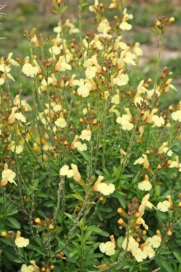 Image of Salvia x jamensis 'Golden Girl' PP 23,997 taken at Juniper Level Botanic Gdn, NC by JLBG