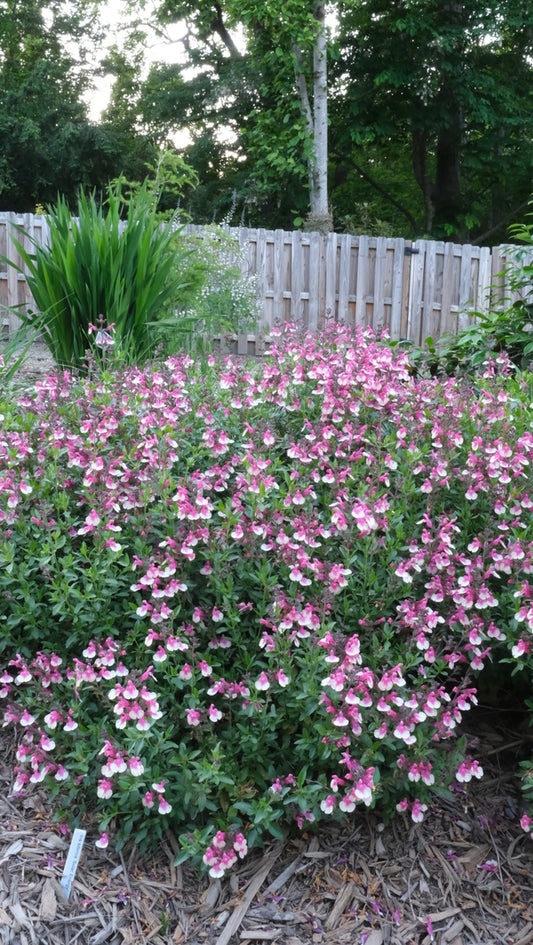 Image of Salvia x jamensis 'Rose Bicolor' PP 33,084 taken at Juniper Level Botanic Gdn, NC by JLBG