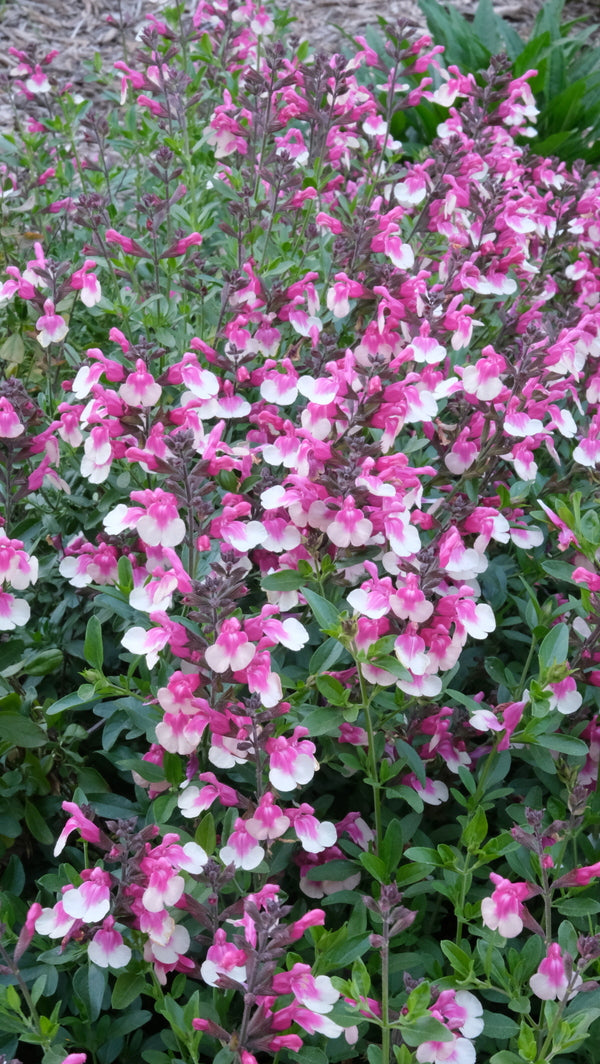 Image of Salvia x jamensis 'Rose Bicolor' PP 33,084 taken at Juniper Level Botanic Gdn, NC by JLBG