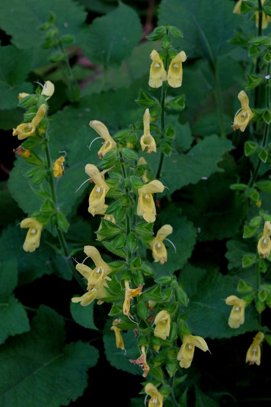 Image of Salvia koyamae