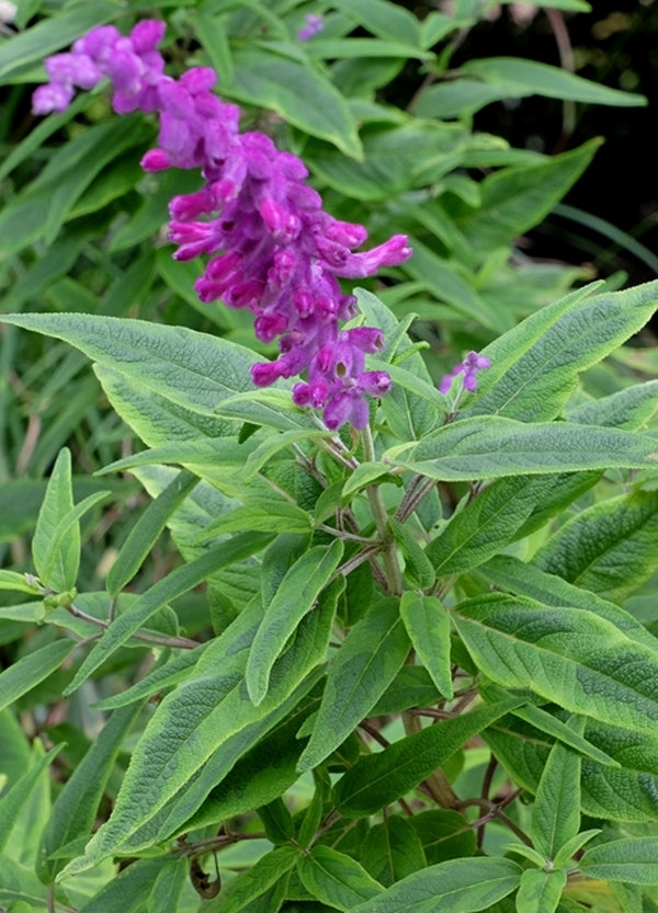 Image of Salvia leucantha 'Eder'