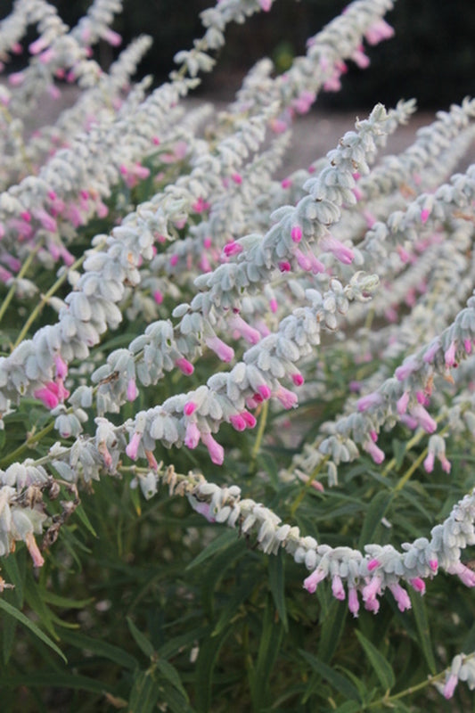 Image of Salvia leucantha 'Ferpink' PP #21,734 taken at Juniper Level Botanic Gdn, NC by JLBG