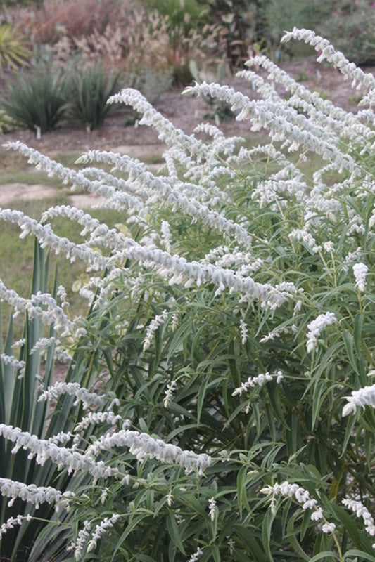 Image of Salvia leucantha 'White Mischief' taken at Juniper Level Botanic Gdn, NC by JLBG