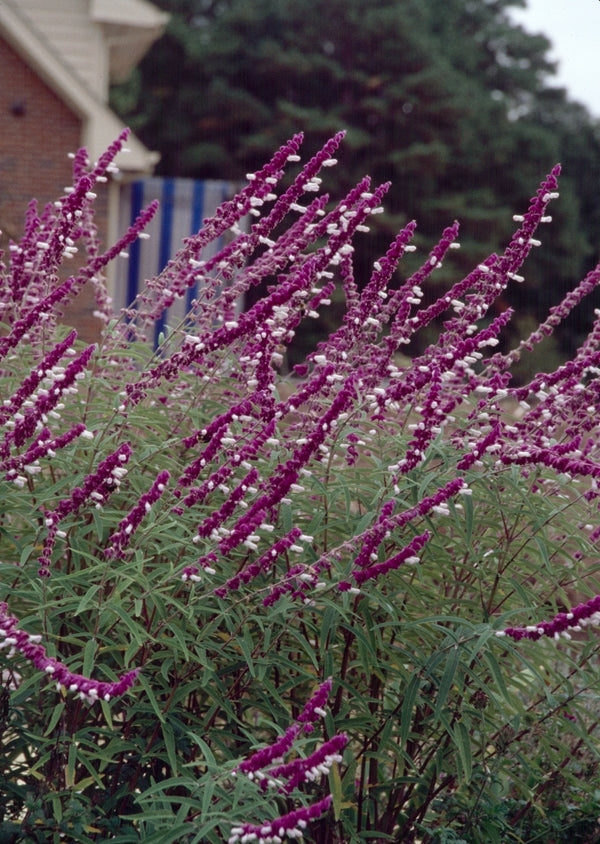 Image of Salvia leucantha taken at Juniper Level Botanic Gdn, NC by JLBG