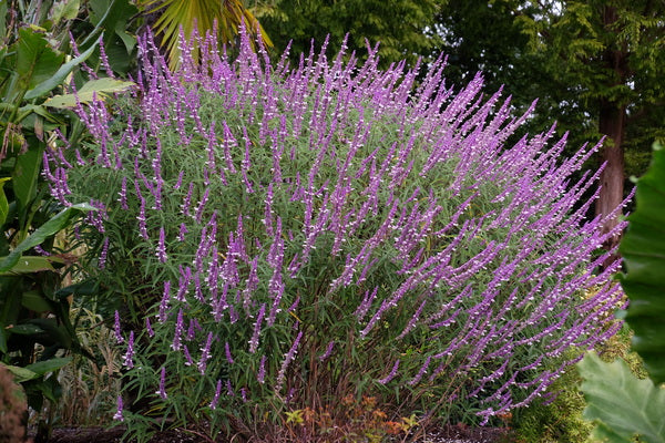 mexican lavender plant Mexican Sage - Salvia leucantha