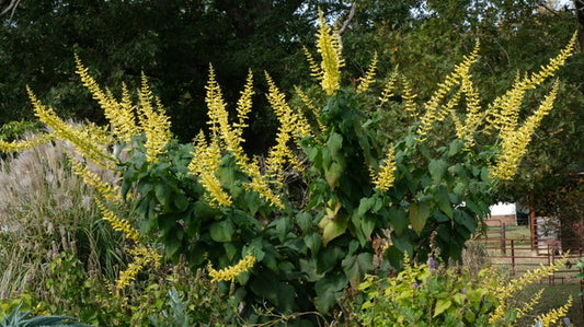 Image of Salvia madrensis 'Red Neck Girl' taken at Juniper Level Botanic Gdn, NC by JLBG