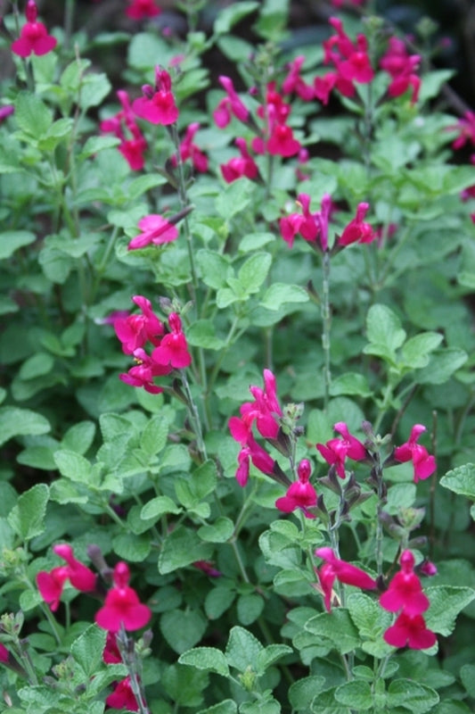 Image of Salvia microphylla 'San Carlos Festival' taken at Juniper Level Botanic Gdn, NC by JLBG