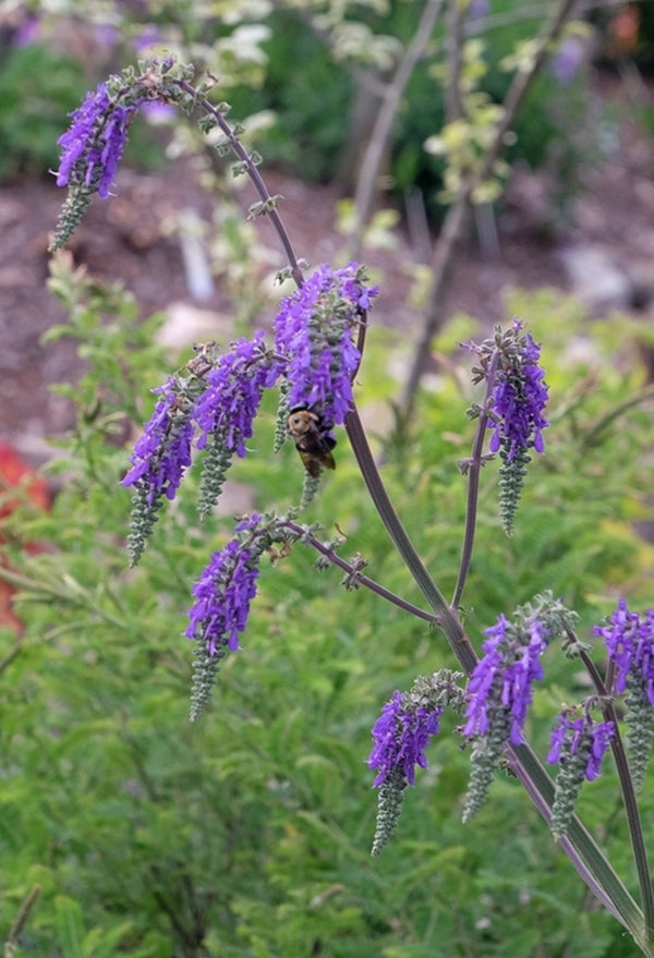 Image of Salvia nutans taken at Juniper Level Botanic Gdn, NC by JLBG