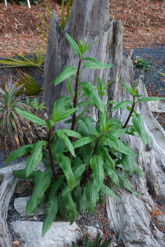 Image of Salvia penstemonoides taken at Juniper Level Botanic Gdn, NC by JLBG