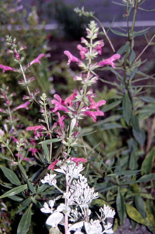 Image of Salvia penstemonoides taken at Juniper Level Botanic Gdn, NC by JLBG