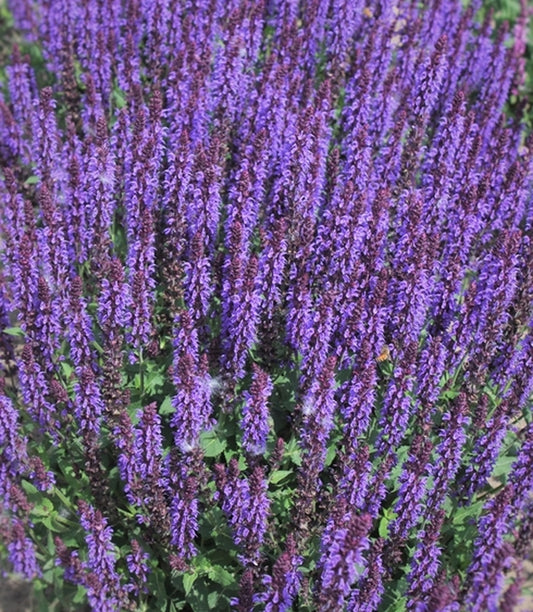 Image of Salvia x sylvestris 'Violet Riot' PP 26,273 taken at Walters Gardens, MI