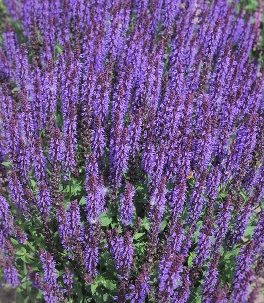 Image of Salvia x sylvestris 'Violet Riot' PP 26,273 taken at Walters Gardens, MI