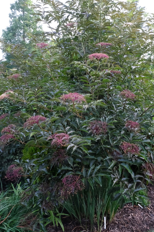 Image of Sambucus 'Chocolate Marzipan' taken at Juniper Level Botanic Gdn, NC by JLBG