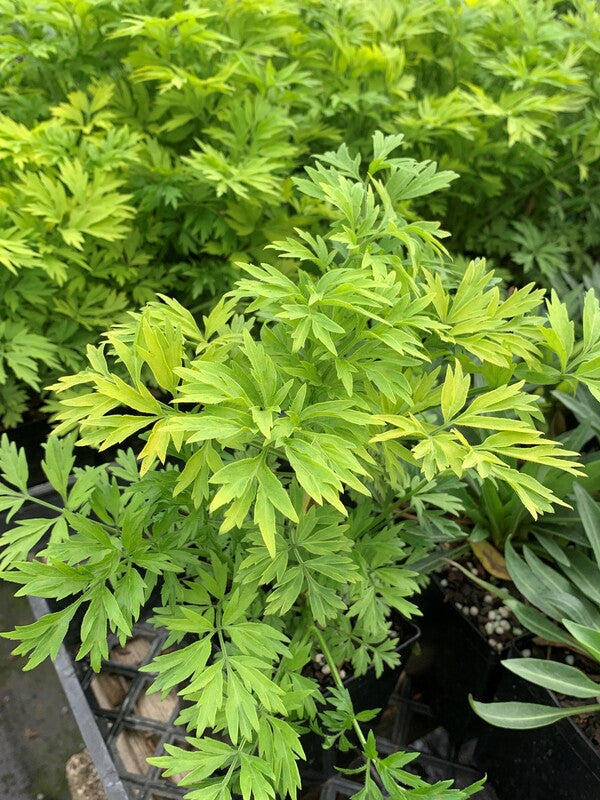 Image of Sambucus nigra 'Golden Tower' PP 28,957 taken at Juniper Level Botanic Gdn, NC by C. Hardison