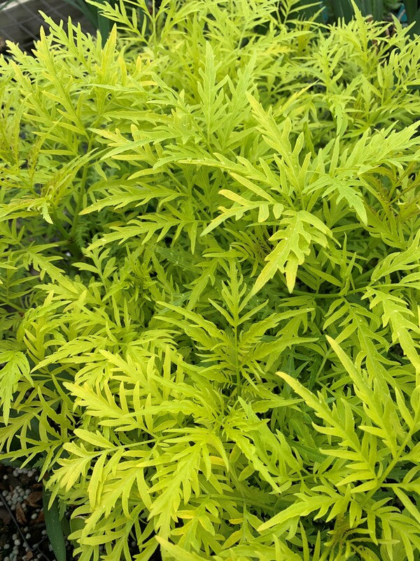 Image of Sambucus racemosa 'Welsh Gold' PP 26,425 taken at Juniper Level Botanic Gdn, NC by C. Hardison