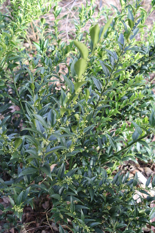 Image of Sarcococca x confusa 'Western Hills' taken at J.C. Raulston Arboretum, NC by JLBG
