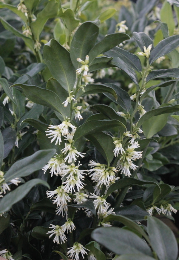 Sarcococca x confusa