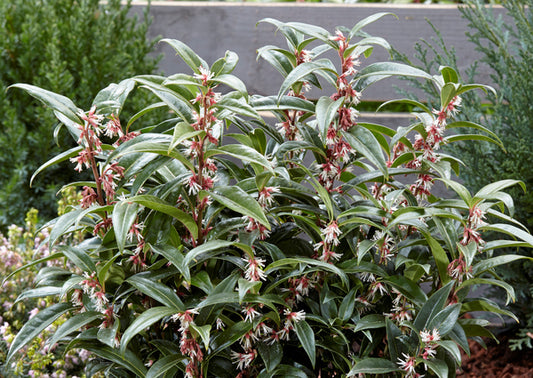 Image of Sarcococca hookeriana var. humilis 'Winter Gem' PP 26,599 by Concept Plants
