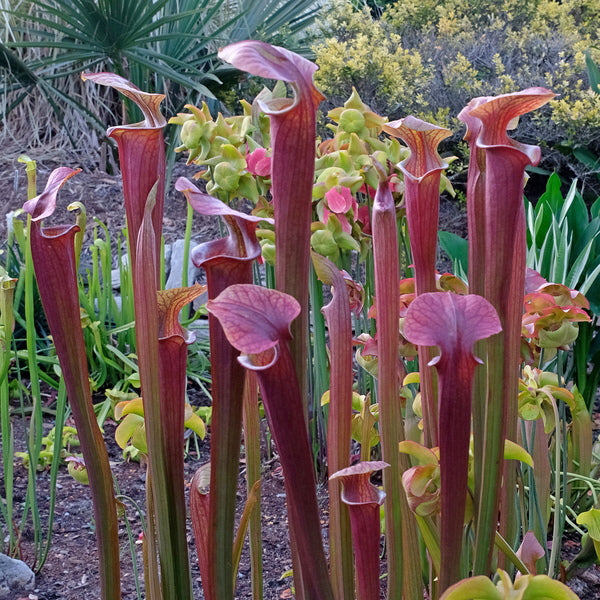 Image of Sarracenia 'Blood Orange' taken at Juniper Level Botanic Gdn, NC by JLBG