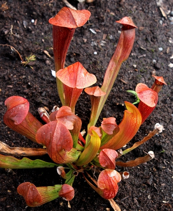 Image of Sarracenia 'Bug Bat'