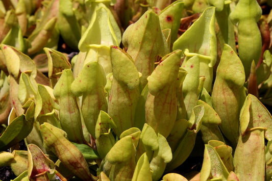 Image of Sarracenia 'Carolina Yellow Jacket' taken at Juniper Level Botanic Gdn, NC by JLBG